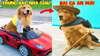 Thú Cưng Vlog | Trứng Bạc Và Trứng Vàng #35 | Chó gâu đần thông minh vui nhộn | Funny pets smart dog
