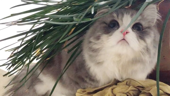 The Cutest Munchkin Cat in the World