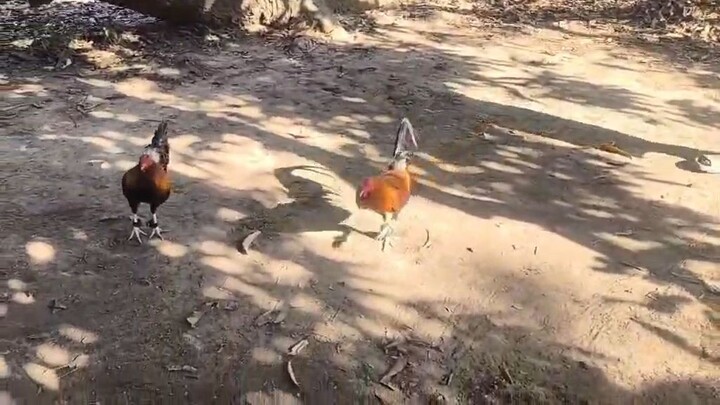 GBS AEJ vs GBS cross gull