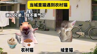 Khi mèo thành phố gặp mèo nông thôn