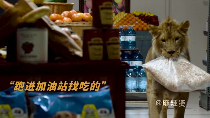 “Vạn vật đều có linh tính, tình anh em giữa các chủng tộc từ trời rơi xuống” – cuối cùng, chú sư tử 
