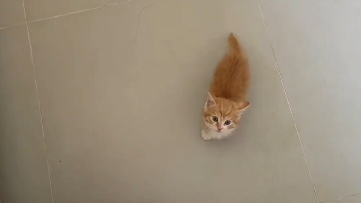 Mèo con thì phải nuôi từ nhỏ, nó coi mình như mẹ thật rồi