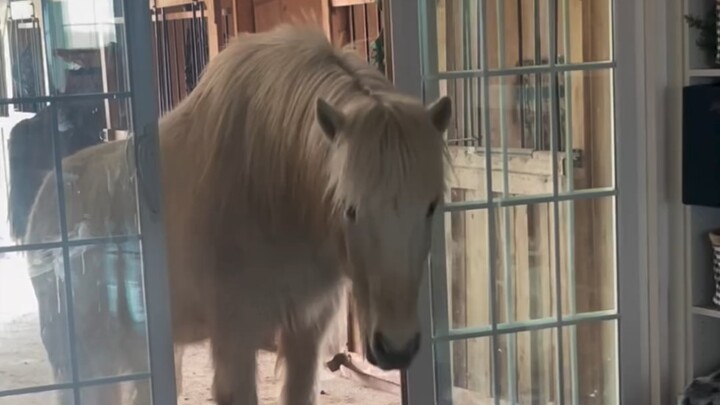 Horse: Can I come in and play with the cat?
