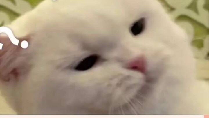 Tom và Jerry, một giai điệu quen thuộc!