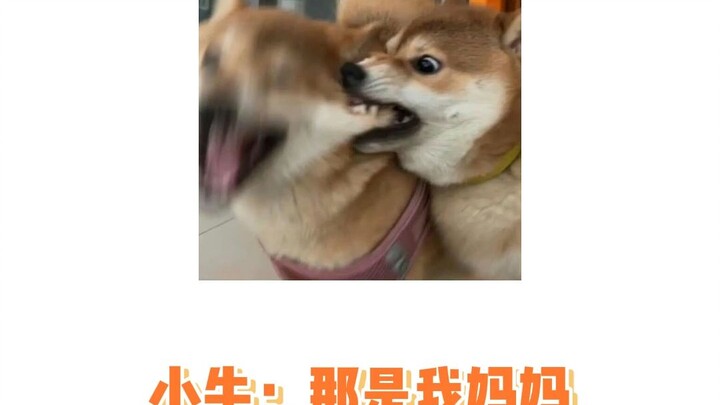 น้องวัว: หนูไม่มีแม่ของตัวเองเลยหรือไง? ให้แม่ของหนูเป็นคนจัดทรงผมให้สิ