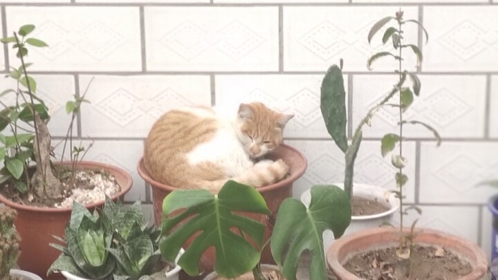 Film kucing tanpa sensor: Mimpi musim semi kucing yang tumbuh di dalam pot