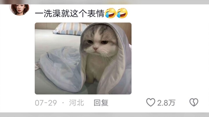 How does this cat have two faces? That green-tea‑style kitty really knows how to play humans!