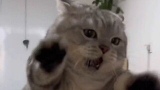 Kucing: Ah ah ah, mainlah denganku!!!