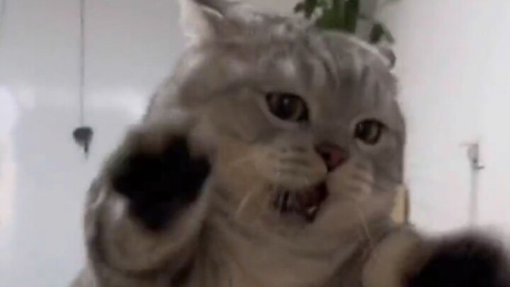 Cat: "Aaaah, play with me!!!"