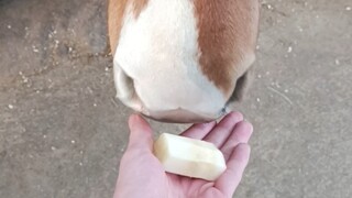 Please feed the melancholy horse some sugarcane