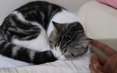 What happens when you touch a cat’s ears after it has fallen fast asleep...?