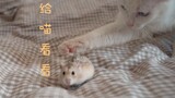 币猫新技能Get【撸仓鼠】