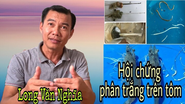 Phòng và trị bệnh phân trắng cho tôm