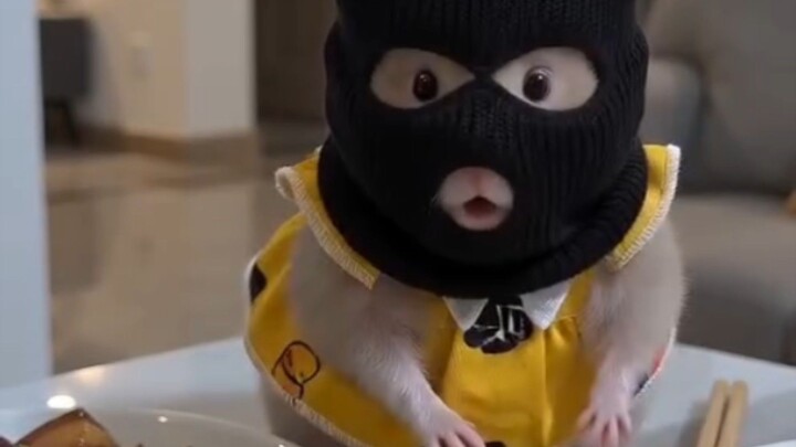 Aksi yang gagal | Hamster