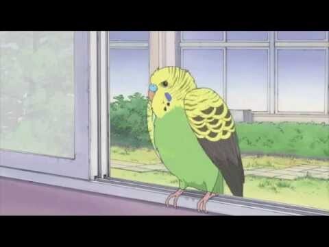 Nichijou - Parakeet