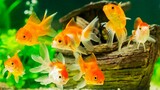 Ikan mas koki - 5 jenis ikan yang bisa disatukan dengan ikan mas koki