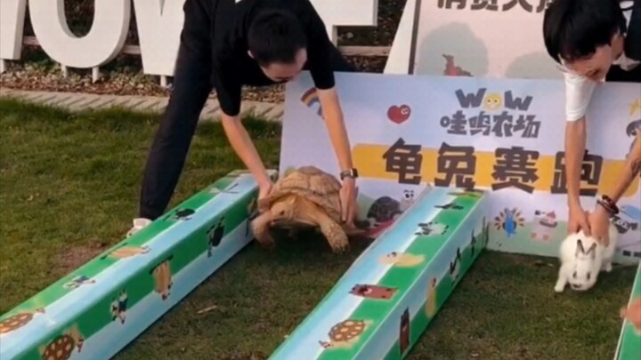 การแข่งขันระหว่างเต่ากับกระต่ายไม่ได้หลอกลวงฉันเลย