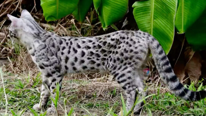 Moving to the countryside with twenty Bengal cats — with twenty Bengal…