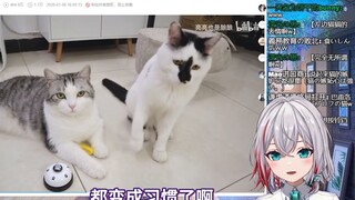 日本天然小姐姐看《猫努力告状的样子有多可爱？》