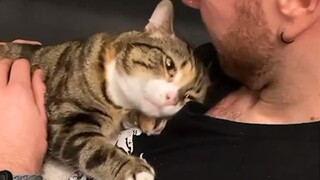 When Cats Showing Love to Human by Their Cute Way