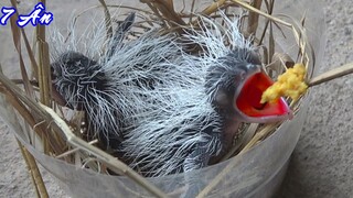 Tin vui ! mấy chú chim bìm bịp đã nở - 7 Ân