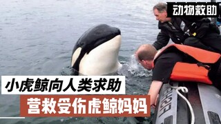 小虎鲸向人类求救，让他们救受伤的妈妈；当救助员营救虎鲸妈妈后，神奇的事情发生了