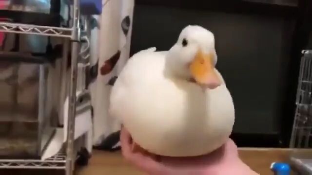 duck roll