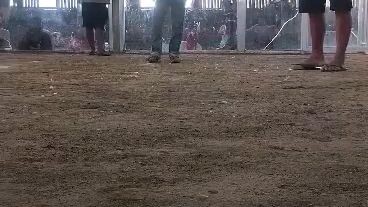 Boston black 7mos old