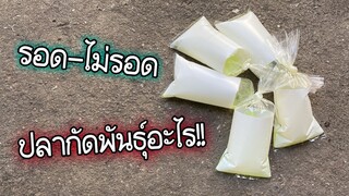 เปิดกล่องพัสดุใครส่งปลากัดมา!!คราวนี้ได้ปลากัดพันธุ์อะไร รอดหรือไม่รอดสไตล์korattv