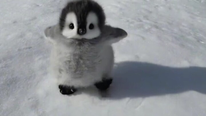Penguins, adorable little creatures with absolutely no wariness of humans