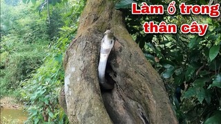 Phiêu Lưu Rừng Xanh Phát Hiện ổ Rắn Hổ Mang Canh Giữ Gốc Cây 1000 Năm Tuổi