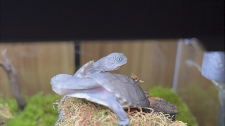 Dandan Beast is beyond control now.