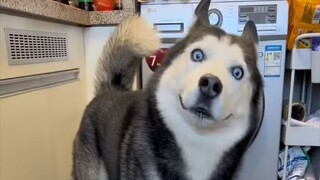 Someone asked me if raising a Husky would cause depression? I laughed.