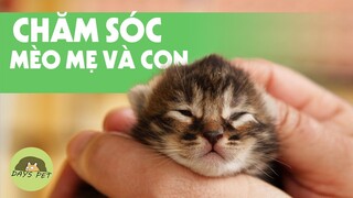 Cách chăm sóc mèo mẹ và mèo con khi mới sinh ( Đẻ non ) | Dayspet