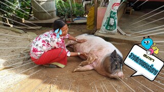 น้องรวยจะสบาย..เกินไปแล้วลูก...🐖🐖🐖😅