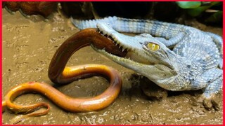 The Silver Alligator Vs Crocodile Trap Freshwater Eel Under Mud Primitive Cooking.