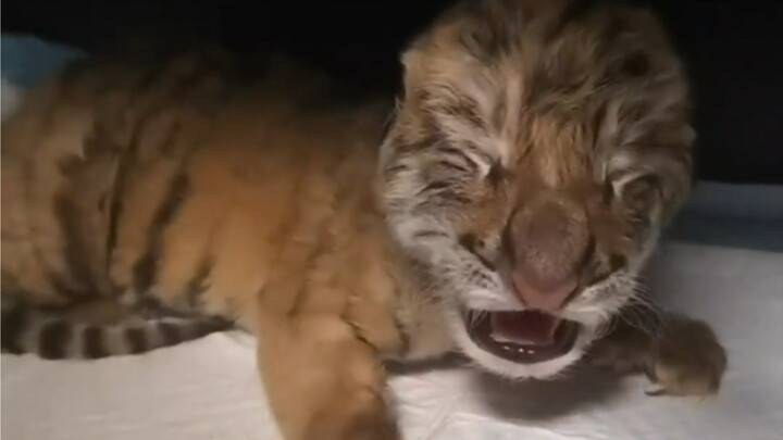 دقيقة و50 ثانية، لنشهد نمو شبل النمر من كيلوجرامين إلى 150 كيلوجرامًا