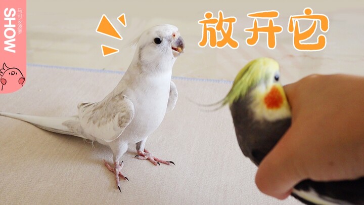 Sekelompok burung beo kecil berulah di rumah, dan setelah ketahuan pun masih tahu cara memohon belas