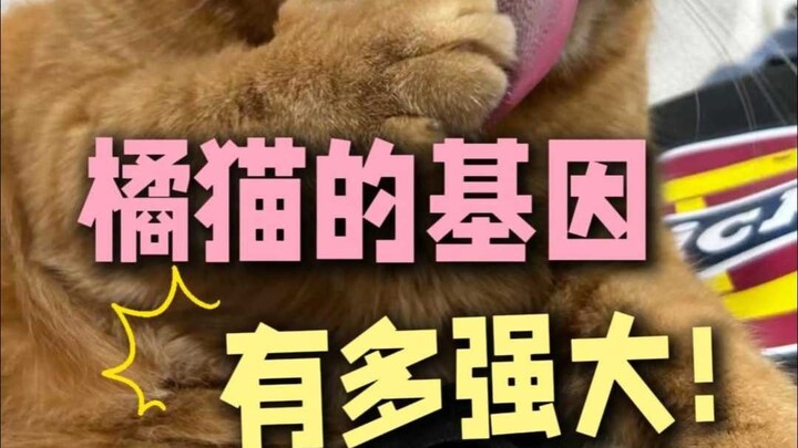 Gen của mèo cam vượt xa tưởng tượng của bạn