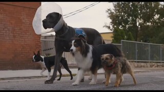 Strays / Watch Full Movie : Link In Description