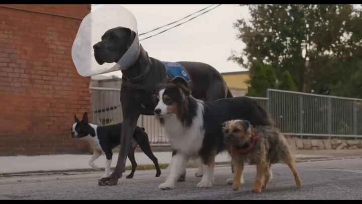 Strays / Watch Full Movie : Link In Description