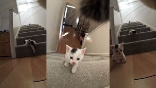 Tôi hơi lo lắng khi lần đầu tiên trở thành mẹ của một chú mèo.