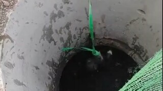 聪明小狗知道人类救它，死咬绳子吊起来了