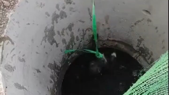 Chú chó thông minh biết con người cứu nó, cắn chặt dây rồi treo mình lên