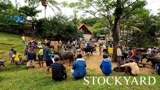 2CARABAO ANG NABILE NAMIN,MAGKANO ANG PRESYOHAN_ STOCKYARD