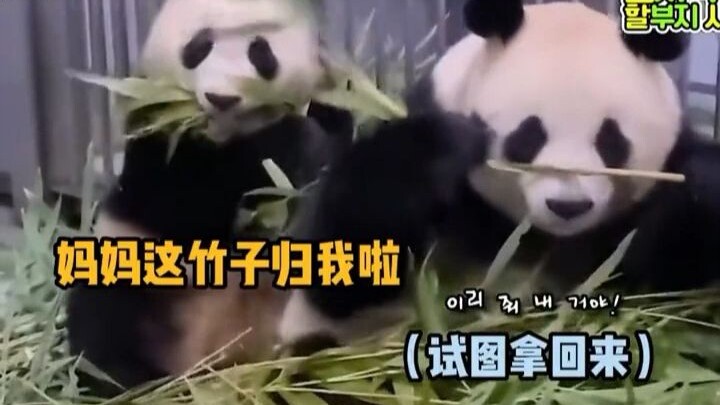 Fubao: Aku punya seorang ibu yang mencintaiku