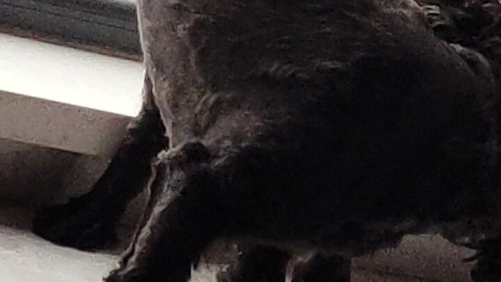 แปลกประหลาด