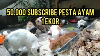 Alhamdulillah Kucing-Kucing Ini Seneng Banget Pada Pesta Ayam Aktifitas Bascamp Cats Lovers Tv