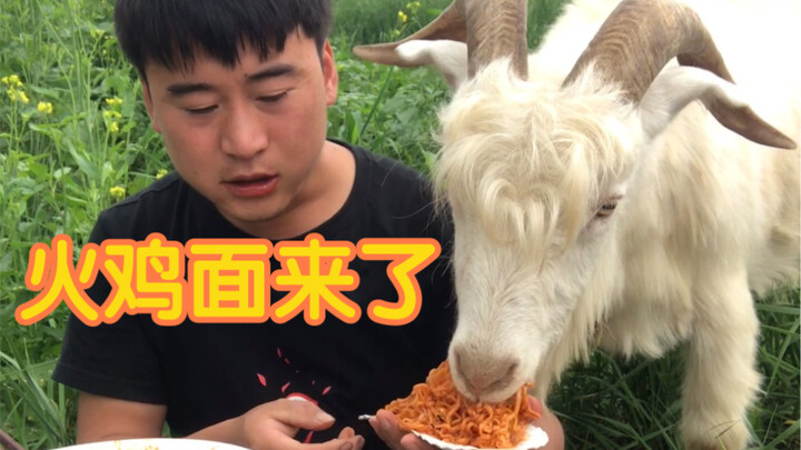 The Turkey Noodle Terminator of the Animal Kingdom