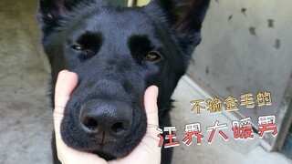 تصرف كلب الراعي الألماني بعد سماع عطسة صاحبه كان دافئًا جدًا! نجمة عالم الكلاب تستحق أن تكون لك～